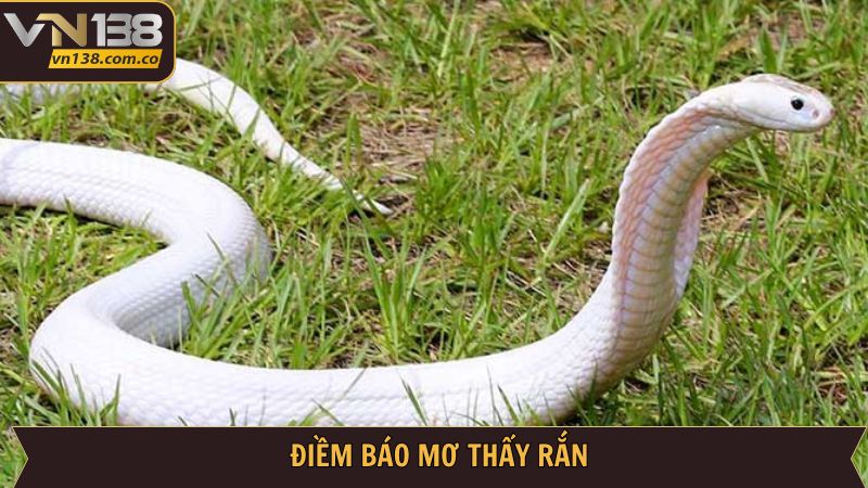 Chi tiết ý nghĩa tốt xấu của giấc mơ thấy rắn