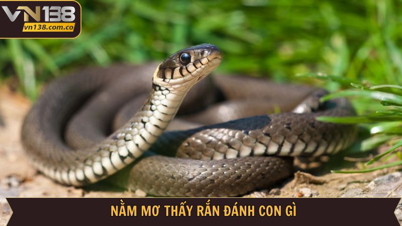 Con đề khả năng xuất hiện cao khi mộng thấy rắn