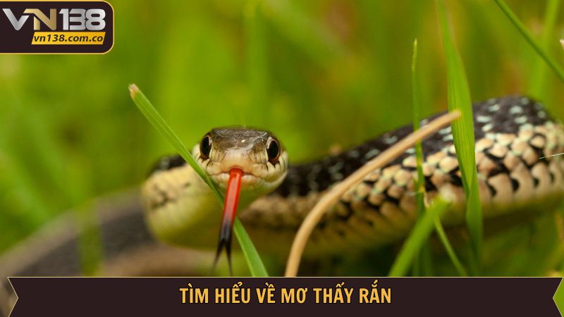 Tổng quan về ý nghĩa giấc mơ thấy rắn